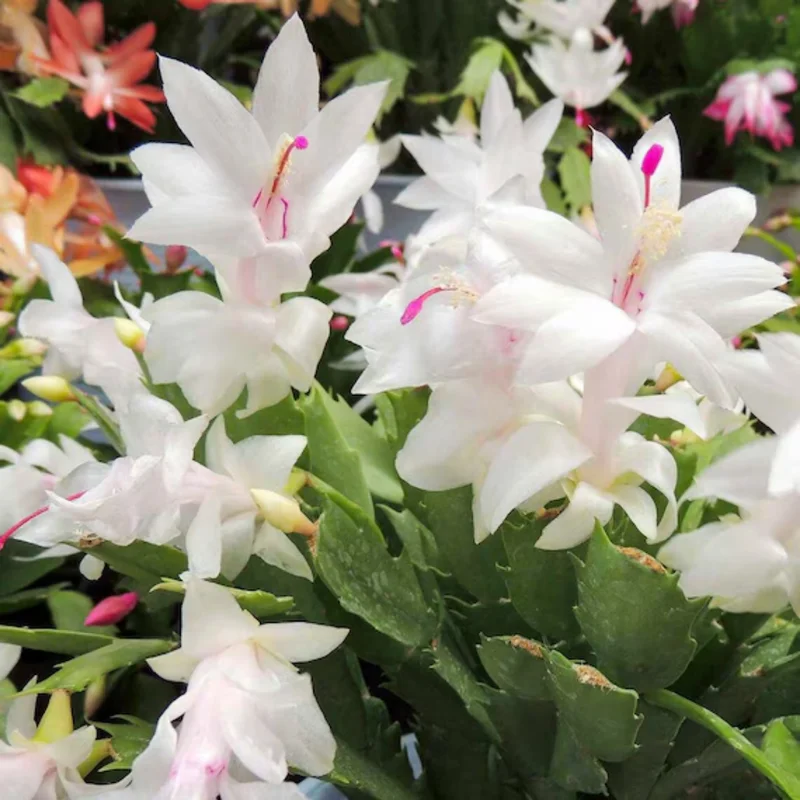 Christmas Cactus Plants 2-Pack Zygocactus Holiday Houseplant Starter Size