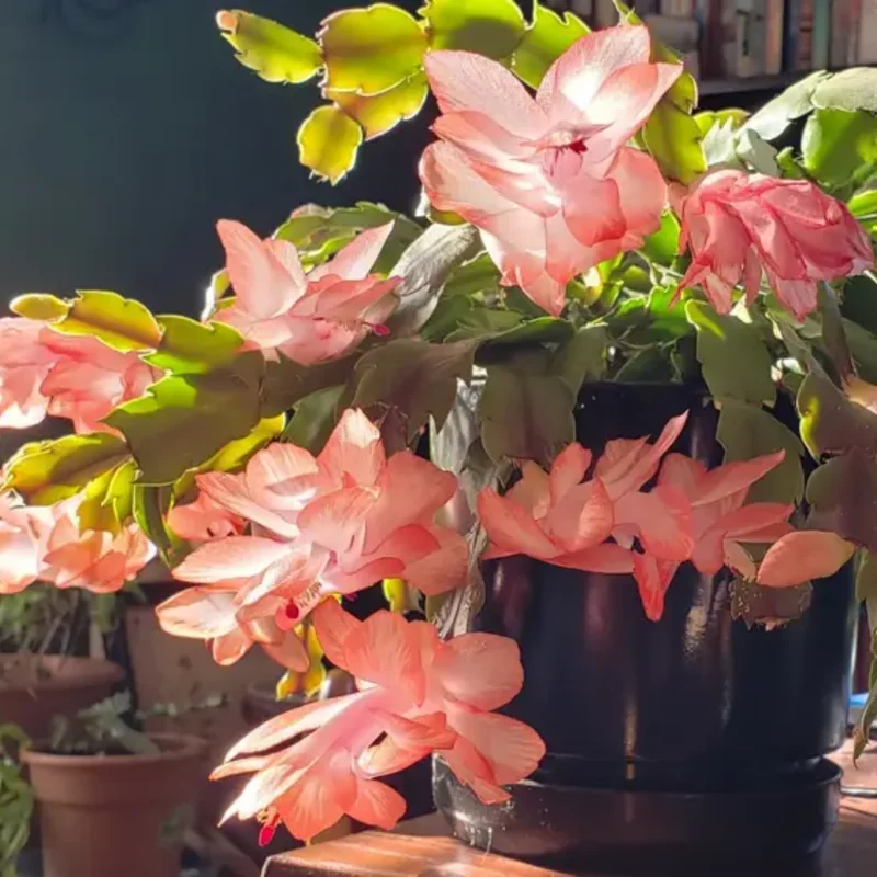 Christmas Cactus Plants 2-Pack Zygocactus Holiday Houseplant Starter Size