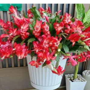 Christmas Cactus Plants 2-Pack Zygocactus Holiday Houseplant Starter Size