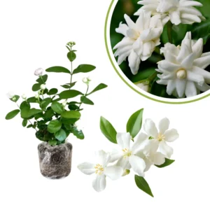 Jasmine Plants Live Set of 2, Starter Plugs, Fragrant Vine, Garden or Container