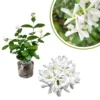 Jasmine Plants Live Set of 2, Starter Plugs, Fragrant Vine, Garden or Container