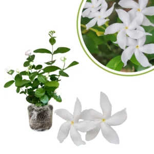 Jasmine Plants Live Set of 2, Starter Plugs, Fragrant Vine, Garden or Container