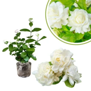 Jasmine Plants Live Set of 2, Starter Plugs, Fragrant Vine, Garden or Container