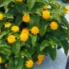 Lantana Plants Live Perennial Colorful 5-12 Inch Tall Well-Rooted Outdoor