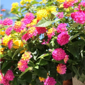 Lantana Plants Live Perennial Colorful 5-12 Inch Tall Well-Rooted Outdoor