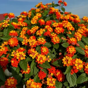 Lantana Plants Live Perennial Colorful 5-12 Inch Tall Well-Rooted Outdoor