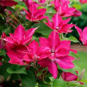 Clematis Vine Plant - Live Potted Seedlings for Trellis & Fences
