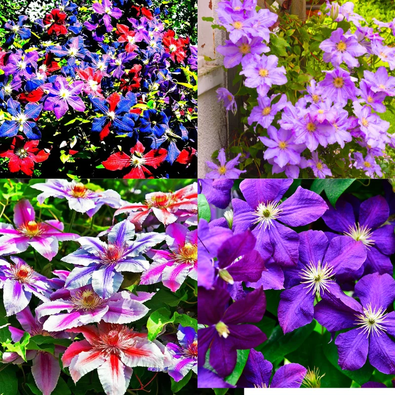 Clematis Vine Plant - Live Potted Seedlings for Trellis & Fences