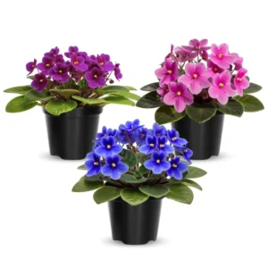 Flowering Indoor African Violet Plant - Vibrant Colors - Easy Care