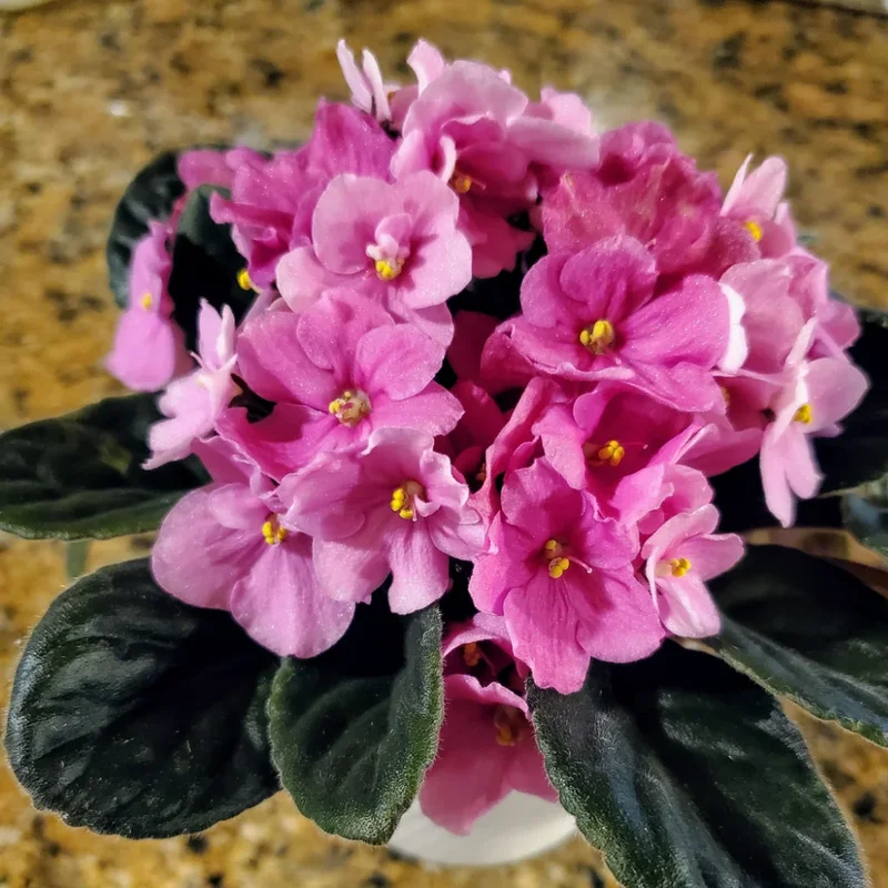 Flowering Indoor African Violet Plant - Vibrant Colors - Easy Care