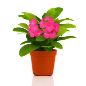 Crown of Thorns Plant Live in Pot - Euphorbia Milii - Hardy Houseplant, Year Round Blooming