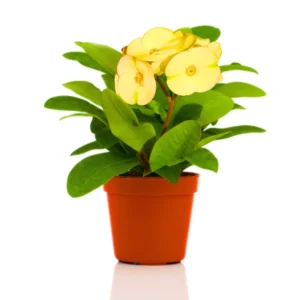 Crown of Thorns Plant Live in Pot - Euphorbia Milii - Hardy Houseplant, Year Round Blooming