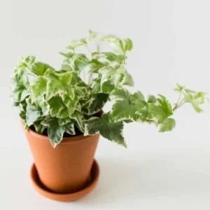 English Ivy Plant Live 4 Inch Pot - Hardy Groundcover Trailing Climbing