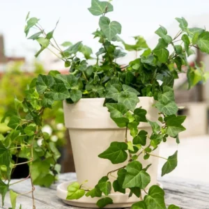 English Ivy Plant Live 4 Inch Pot - Hardy Groundcover Trailing Climbing