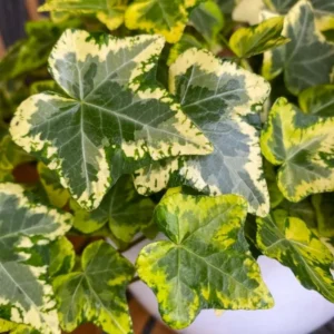 English Ivy Plant Live 4 Inch Pot - Hardy Groundcover Trailing Climbing