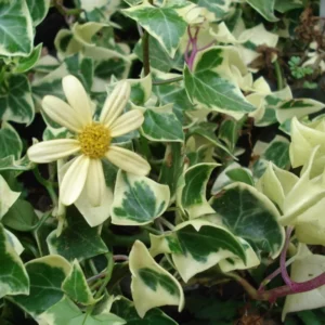 English Ivy Plant Live 4 Inch Pot - Hardy Groundcover Trailing Climbing