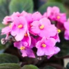 African Violet Live Plant 4'' Pot - Indoor Houseplant with Vibrant Flowers