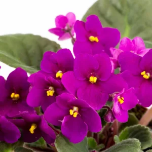 African Violet Live Plant 4'' Pot - Indoor Houseplant with Vibrant Flowers
