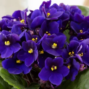 African Violet Live Plant 4'' Pot - Indoor Houseplant with Vibrant Flowers