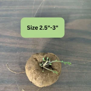 Stephania Cephalantha Caudex Plant, Sprouting Succulent, 2.5 Inch, Ornamental Decor