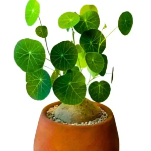 Stephania Cephalantha Caudex Plant, Sprouting Succulent, 2.5 Inch, Ornamental Decor