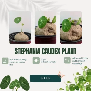 Stephania Cephalantha Caudex Plant, Sprouting Succulent, 2.5 Inch, Ornamental Decor