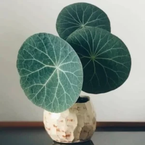 Stephania Cephalantha Live Plant - Medium Caudex Rare Succulent - 2.5 Inch Indoor Outdoor Decoration