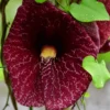 Dutchman Pipe Climbing Vine Live Plant Starter Size Ornamental Foliage