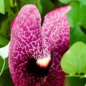 Dutchman Pipe Climbing Vine Live Plant Starter Size Ornamental Foliage