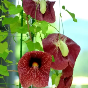 Dutchman Pipe Climbing Vine Live Plant Starter Size Ornamental Foliage