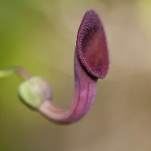 Dutchman Pipe Climbing Vine Live Plant Starter Size Ornamental Foliage