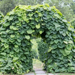 Dutchman Pipe Climbing Vine Live Plant Starter Size Ornamental Foliage