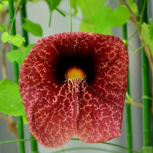 Dutchman Pipe Vine Plants - Live Ornamental Climbing Vine - 6 Months Old