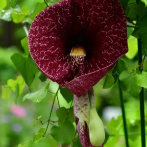 Dutchman Pipe Vine Plants - Live Ornamental Climbing Vine - 6 Months Old