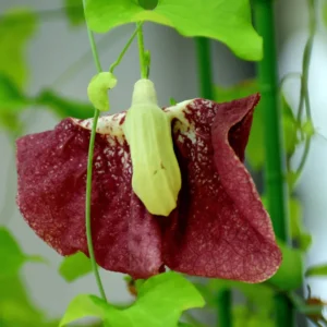 Dutchman Pipe Vine Plants - Live Ornamental Climbing Vine - 6 Months Old