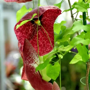 Dutchman Pipe Vine Plants - Live Ornamental Climbing Vine - 6 Months Old