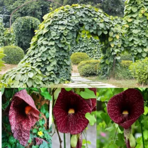 Dutchman Pipe Vine Plants - Live Ornamental Climbing Vine - 6 Months Old
