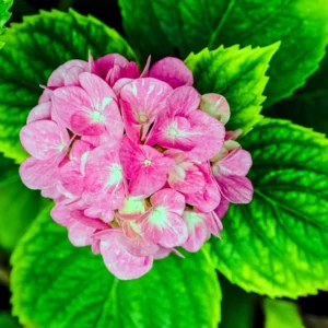 Blooming Garden Bush: Hardy Hydrangea Plant Live Shrub - Vibrant Flowers