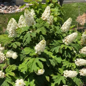 Blooming Garden Bush: Hardy Hydrangea Plant Live Shrub - Vibrant Flowers