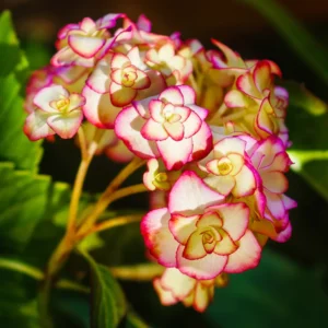 Blooming Garden Bush: Hardy Hydrangea Plant Live Shrub - Vibrant Flowers
