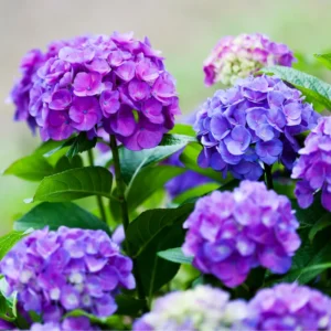 Blooming Garden Bush: Hardy Hydrangea Plant Live Shrub - Vibrant Flowers
