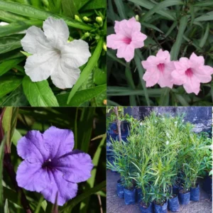 Mexican Petunia Live Plants - 2 Pack - Hardy Bush - 5-10 Inches Tall - No Pot