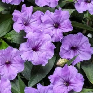 Mexican Petunia Live Plants - 2 Pack - Hardy Bush - 5-10 Inches Tall - No Pot