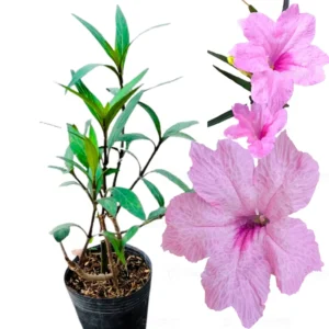 Mexican Petunia Live Plants - 2 Pack - Hardy Bush - 5-10 Inches Tall - No Pot