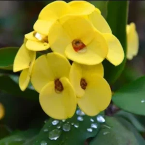 Crown of Thorn Plant - Euphorbia Milii Tree - 5-10 Inches - Indoor Outdoor Succulent Cactus