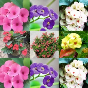 Crown of Thorn Plant - Euphorbia Milii Tree - 5-10 Inches - Indoor Outdoor Succulent Cactus