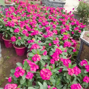 Crown of Thorn Plant - Euphorbia Milii Tree - 5-10 Inches - Indoor Outdoor Succulent Cactus