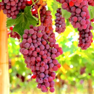 Seedless Grape Vines Live Plant - 7-15 Inch Grape Tree - Outdoor Garden - Cold Hardy - Sweet Flavor