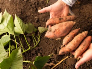 Beauregard Sweet Potato