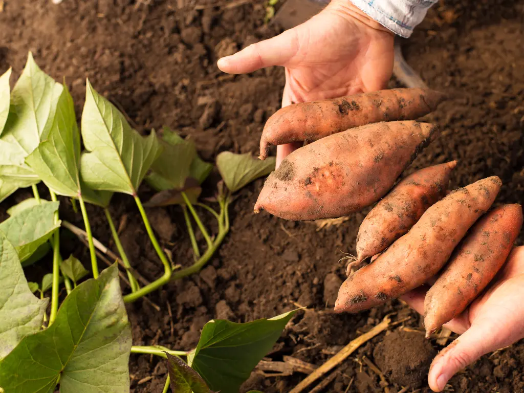 Beauregard Sweet Potato